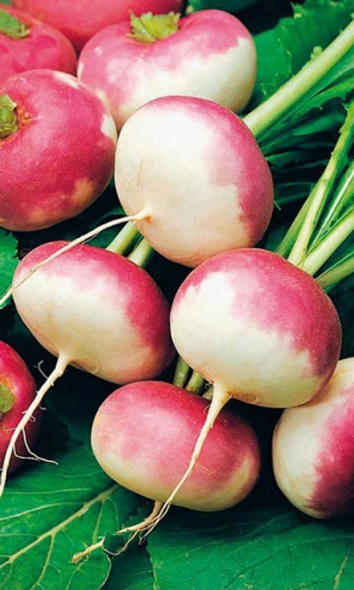 Репа РОЗОВЫЙ МЁД сахарная! Устойчива к цветушности! Полезна при диабете и ожирении!