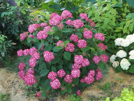 Гортензия Кандибелле Баблгам, горшок, С2-С3 - 1000корней фото 4