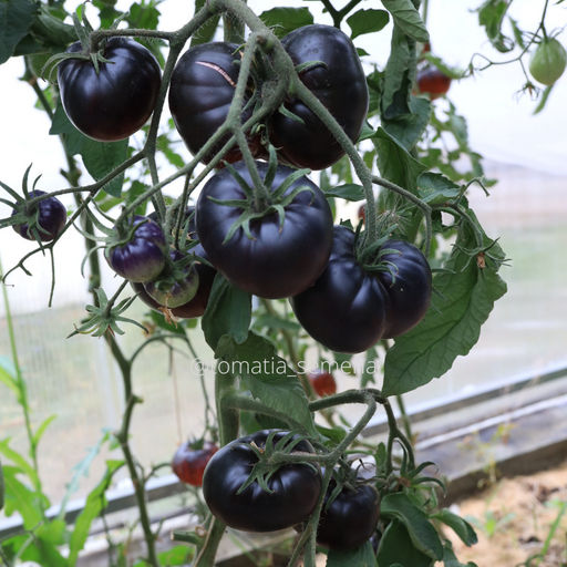 Чёрная красавица - Tomatia фото 2