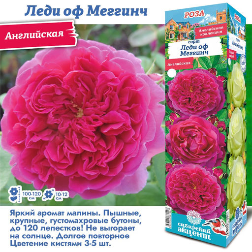 Роза Леди оф Меггинч (Английская) 1шт