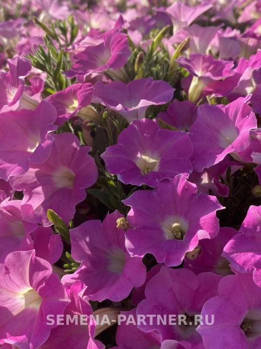 Петуния Лагуна Альбертина каскадная нежно-розовая - Партнер фото 7