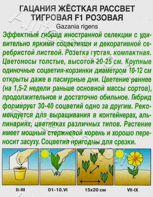 Гацания Рассвет F1 тигровая розовая 4шт. (Аэлита)