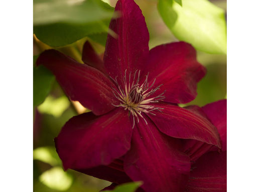 Клематис Westerplatte (Вестерплатте) - Долина роз фото 2