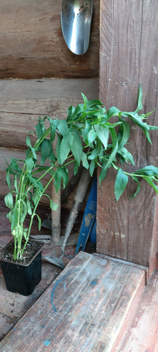 Физостегия Кристал Пик Вайт