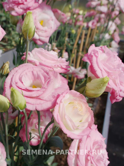 Эустома срезочная махровая бело-розовая Принцесса Аврора - Партнер фото 4