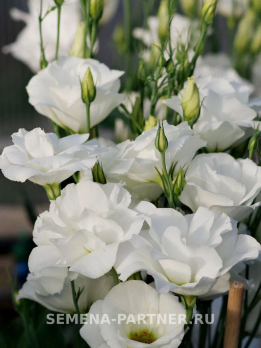 Эустома срезочная махровая белая Мадам Бриджит - Партнер фото 5