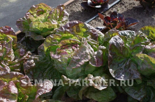 Салат кочанный Розмари - Партнер фото 4