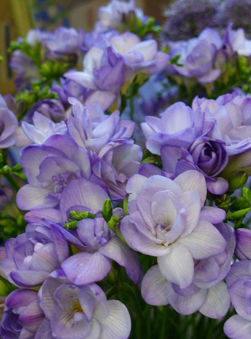 ФРЕЗИЯ Махровая Синяя Разбор 5/6 Кол-во упак., шт 10