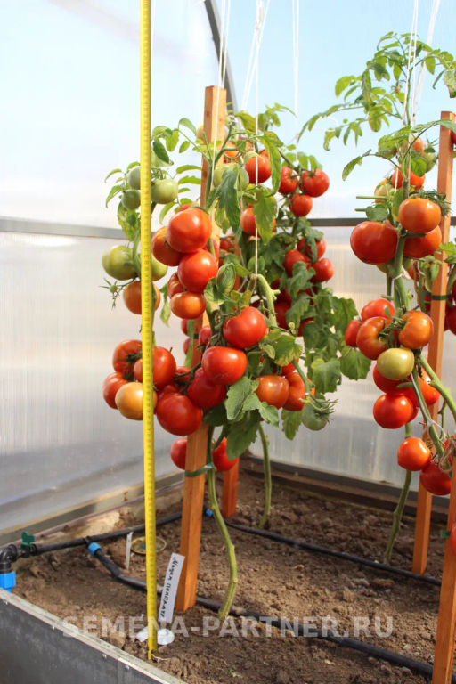 Томат Мадам Помпадур - Партнер фото 5