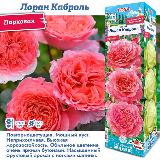 Роза Лоран Карболь (Парковая) 1шт