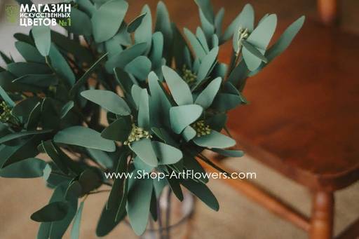 087 Эвкалипт Николя - Без тм фото 4