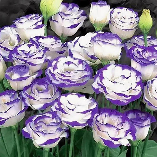 5194D Эустома Кармен Блю Рим 5шт