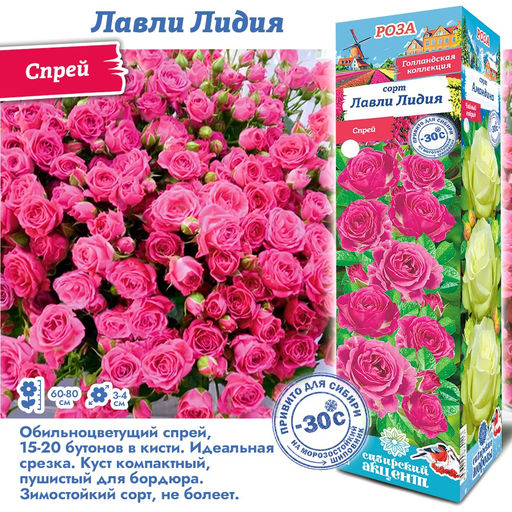Роза Лавли Лидия (Спрей) 1шт