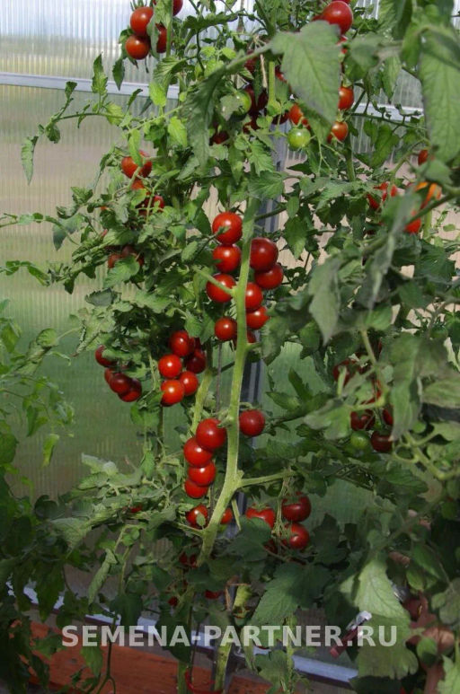 Томат Бурый Коктейль - Партнер фото 5