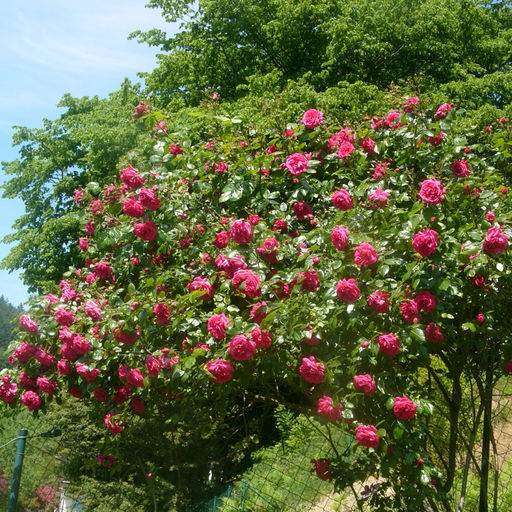 Роза Лагуна