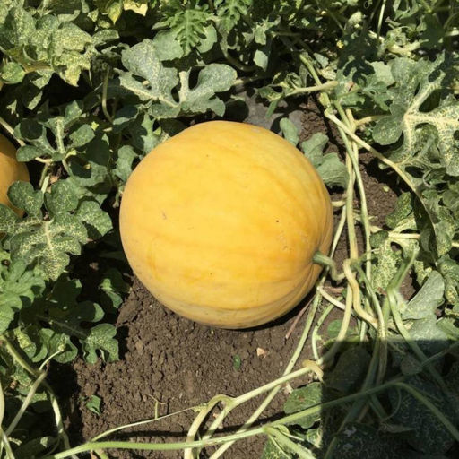 6191U Арбуз Янтарный F1 5шт