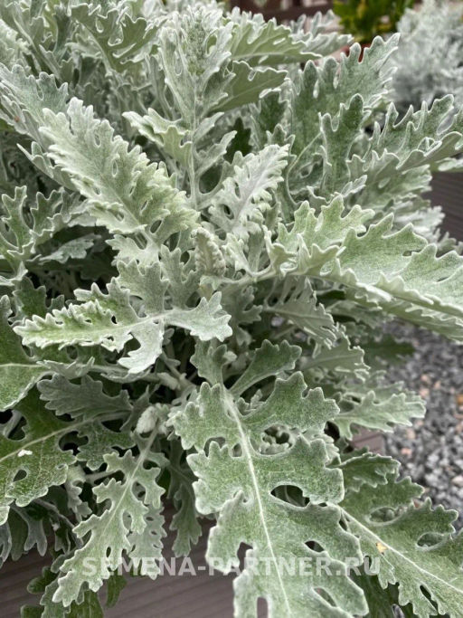 Цинерария приморская Сильвер Фэнтези - Партнер фото 3