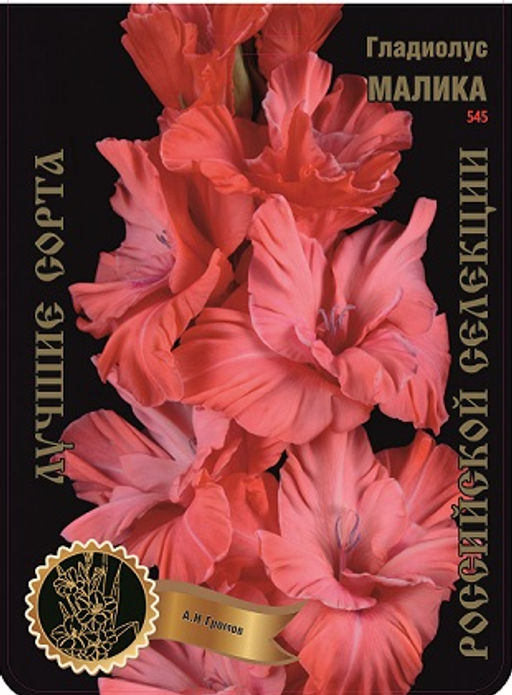Гладиолус Малика 545,Громов 2 р-р 7шт (Ф)