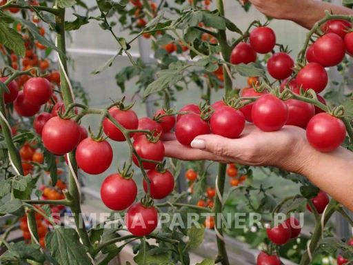 Томат Визажист - Партнер фото 3