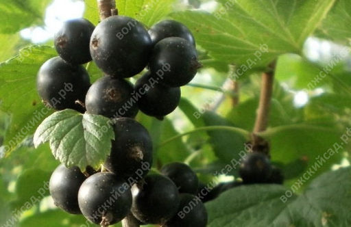 Смородина черная Экзотика