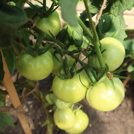 Томат СИБИРСКАЯ ГИРЛЯНДА F1 - Уральский дачник фото 4