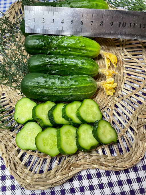 Огурец КОМАРИК F1 коллекция Татьяны Штайнерт Авторская селекция - Уральский дачник фото 4