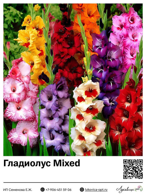 Гладиолус Mixed