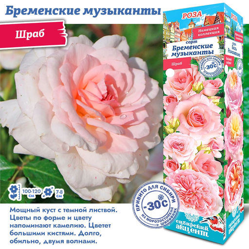 Роза Бременские Музыканты (Шраб) 1шт