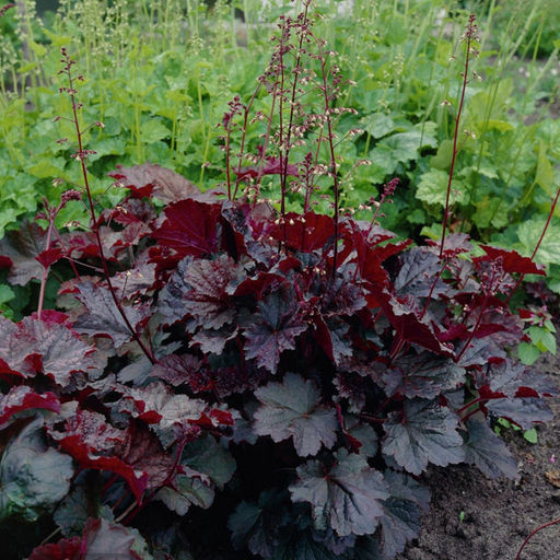 5232D Гейхера мелкоцветковая Палас Пурпл 5шт