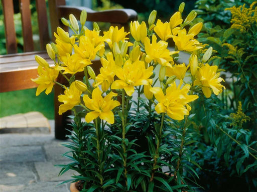 Лилия Фата Моргана - Долина роз фото 3