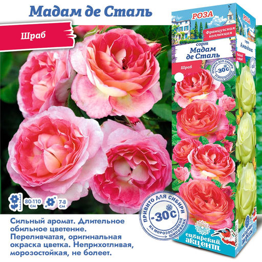 Роза Мадам де Сталь (Шраб) 1шт