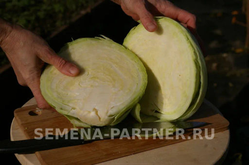 Капуста белокочанная позднеспелая Престиж - Партнер фото 5