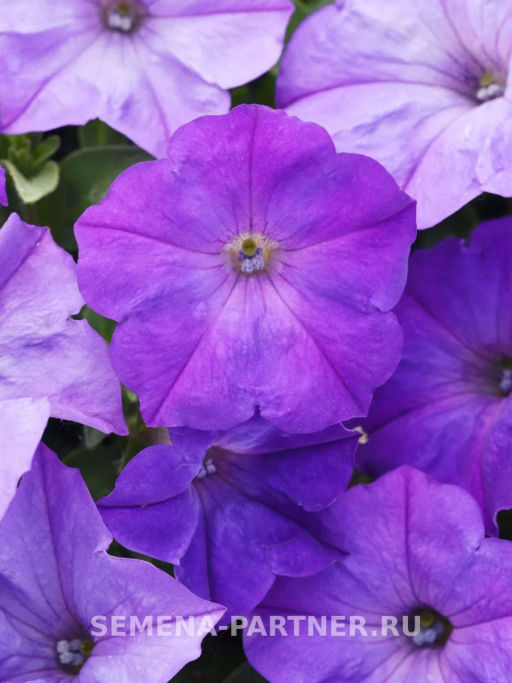 Петуния Изи Вэйв Лавендер Скай Блю каскадно-ампельная - Партнер фото 3