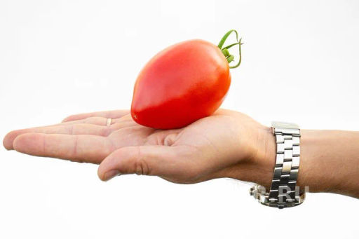 Томат Фукс - Партнер фото 7