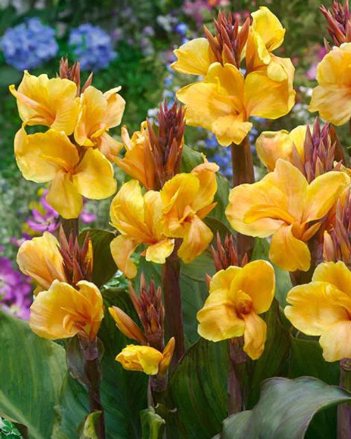 Канна Louis Cottin (Коричневолистная) - Голландские луковицы фото 4