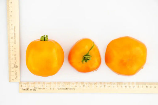 Томат Тропиканка - Партнер фото 7