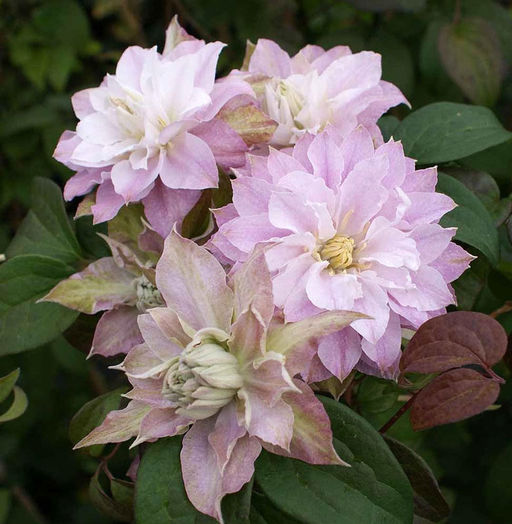 КЛЕМАТИС Дансинг Смайл Разбор I Кол-во упак., шт 1