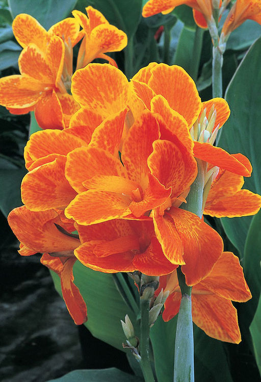 КАННА Карнавал Разбор I Кол-во упак., шт 1