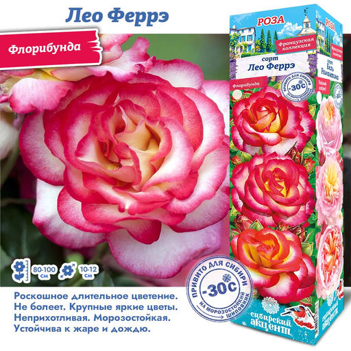 Роза Лео Феррэ (Флорибунда) 1шт