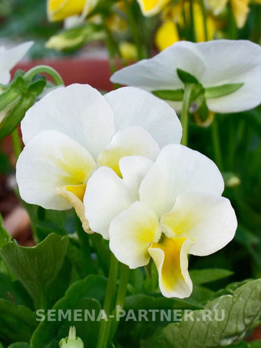 Виола Соблазн Золото Нибелунгов - Партнер фото 5