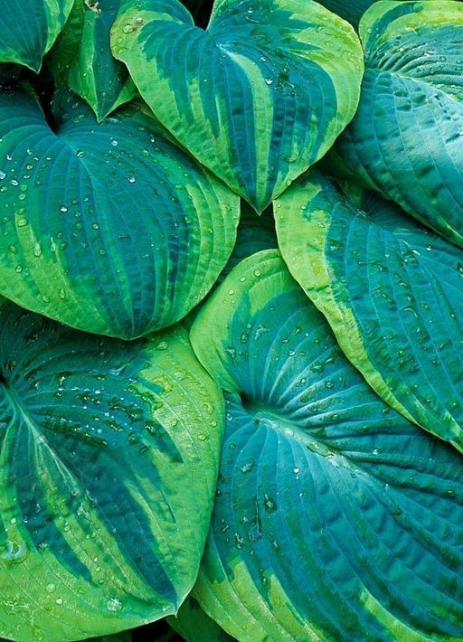 Хоста Frances Williams (Зибольда) - Голландские луковицы фото 4