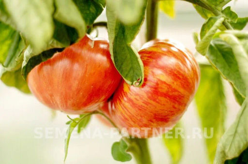 Томат Винтаж - Партнер фото 6