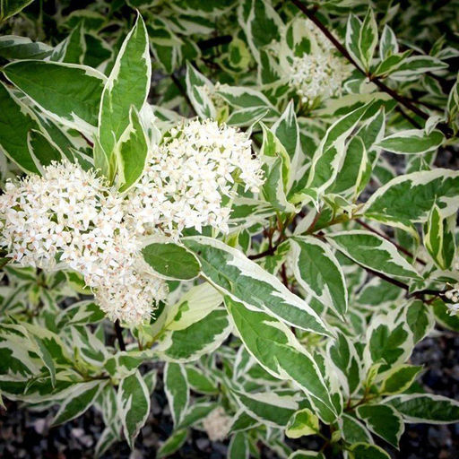 Дерен белый Elegantissima (Элегантиссима) - Голландские луковицы фото 3