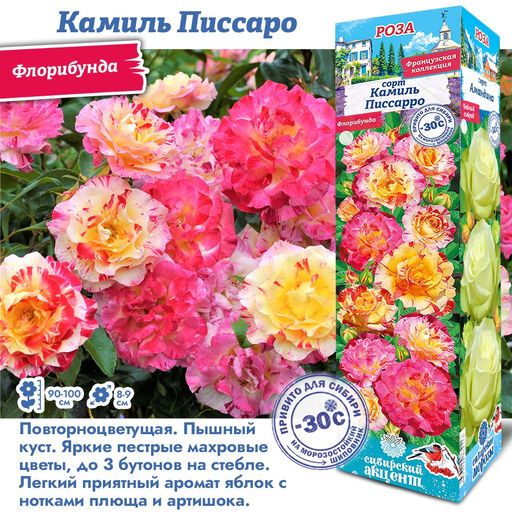 Роза Камиль Писсарро (Флорибунда) 1шт