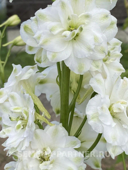 Дельфиниум Грин Твист - Партнер фото 4