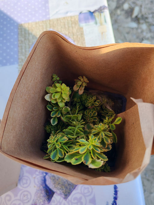 Очиток Миддендорфа Вариегата