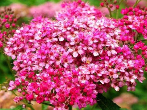 Спирея японская Neon Flash - САДовник фото 3