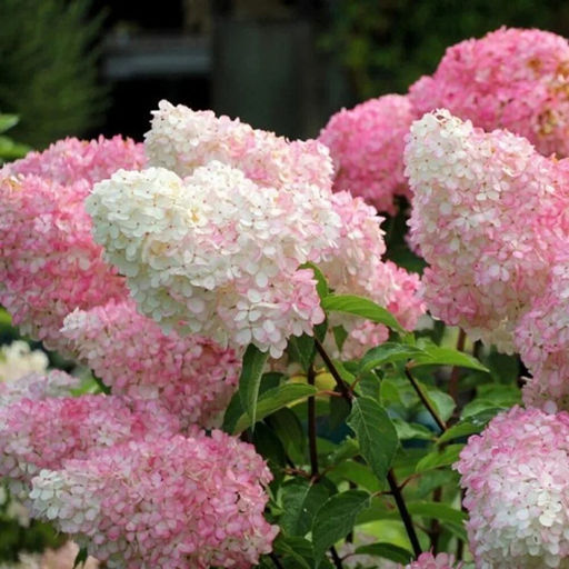 Гортензия метельчатая "Vanille Fraise" ("Ваниль фрайз") 2х-лет