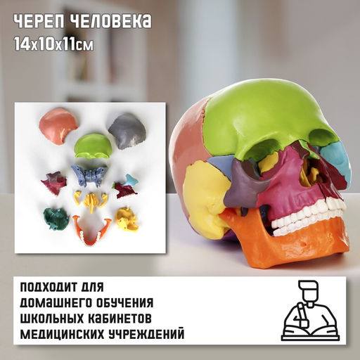 Анатомическая модель «Макет черепа человека», разборный, цветной, 14×10×11 см