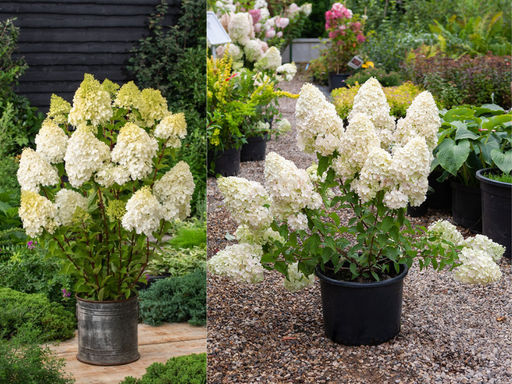 Гортензия метельчатая Полар Бир - Долина роз фото 6